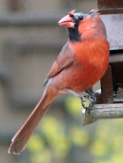 Bald Cardinal - left side