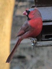 Bald Cardinal - left side