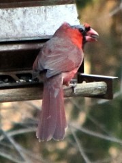 Bald Cardinal - right side