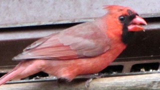 Cardinal with tumor