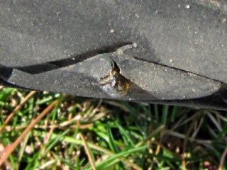 img_1372 - Brown glass chip - in tire Brown glass chip - in tire