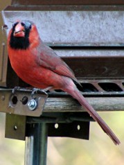 dsc06966 - Bald Cardinal - front Bald Cardinal - front