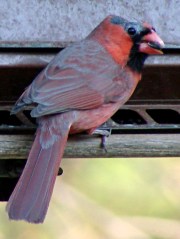 dsc06971 - Bald Cardinal - right side Bald Cardinal - right side