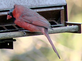 Bald Cardinal - left side