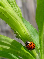 Ladybug with aphids