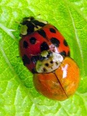 DSC09882 - Ladybugs mating Ladybugs mating
