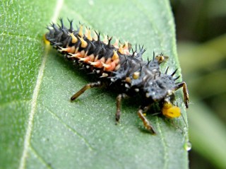 Ladybug Larva Eating Aphid