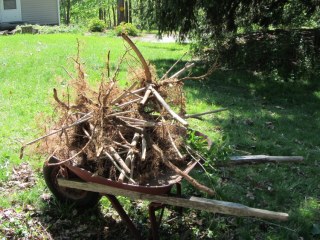 Forsythia root balls