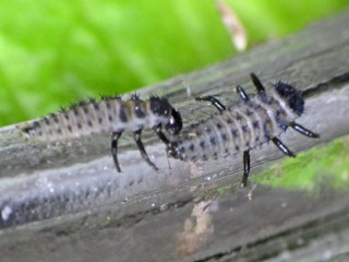 img_1594 - Ladybug larvae Ladybug larvae