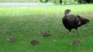 Turkey hen with chicks in grass