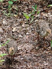 Two turkey chicks