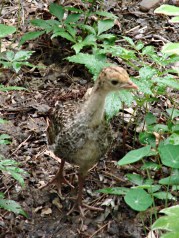 dsc07033 - Turkey chick in flower garden Turkey chick in flower garden