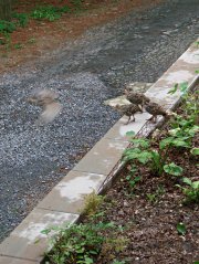 dsc07039 - Turkey chicks can fly Turkey chicks can fly