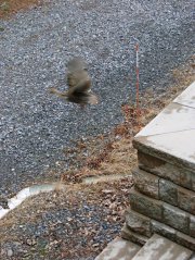 dsc07041 - Last turkey chick flying Last turkey chick flying
