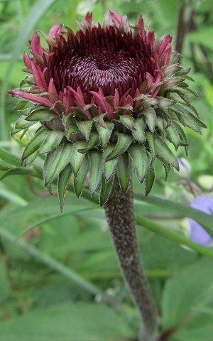 img_1985 - Echinacea Echinacea