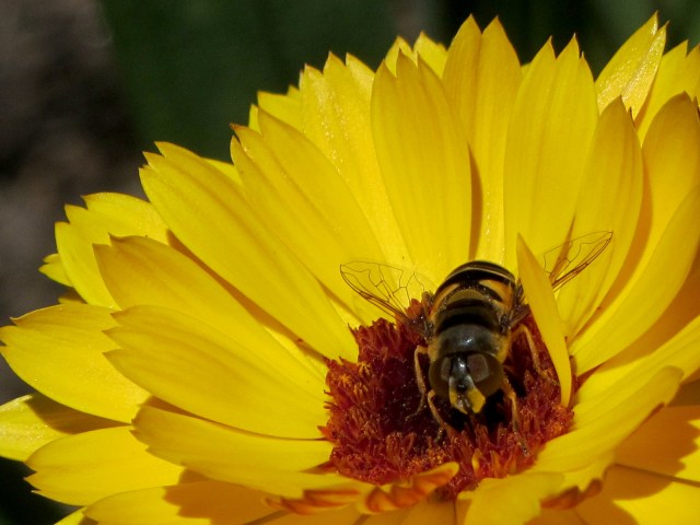img_2037 - Hornet in Coreopsis Hornet in Coreopsis