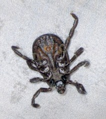 Dog Tick - Ventral