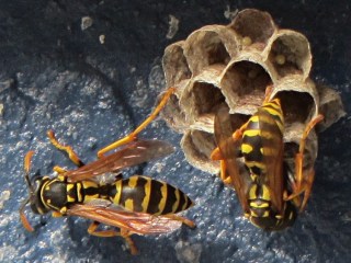 Paper wasp nest with eggs