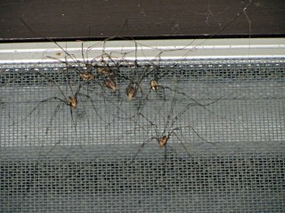 Harvestmen on window screen