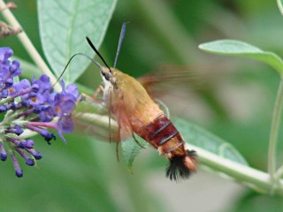 dsc07052 - Hummingbird Moth - left side Hummingbird Moth - left side