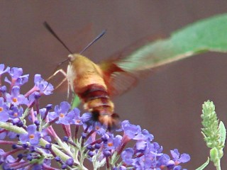 dsc07055 - Hummingbird Moth - wing Hummingbird Moth - wing