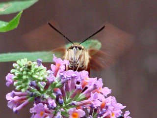 dsc07057 - Hummingbird Moth - front Hummingbird Moth - front