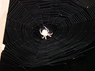 Orb spider at gutter - light