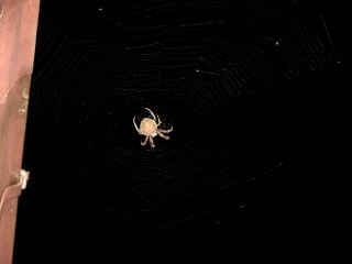Orb spider at gutter - dark