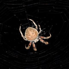 Orb spider - detail