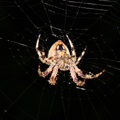 Orb spider - ventral