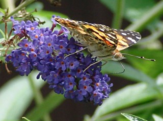 dsc07070 - Painted Lady - right side Painted Lady - right side