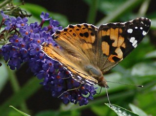 dsc07071 - Painted Lady - dorsal Painted Lady - dorsal