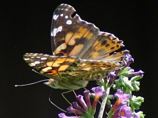 dsc07078 - Painted Lady - left rear Painted Lady - left rear