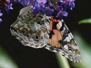 dsc07083 - Painted Lady - underwing Painted Lady - underwing