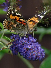Painted Lady - right front