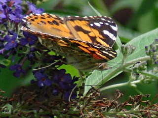 dsc07100 - Painted Lady - proboscis Painted Lady - proboscis