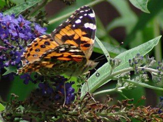 dsc07101 - Painted Lady - proboscis curled Painted Lady - proboscis curled