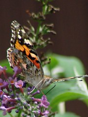 dsc07102 - Painted Lady - front Painted Lady - front