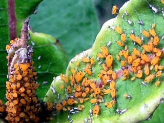 Aphids on milkweed - detail