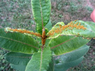 Aphids on milkweed