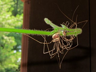 img_2223 - Harvestmen on honeysuckle Harvestmen on honeysuckle