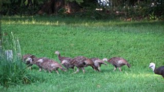 img_2231 - Turkey Chicks - foraging Turkey Chicks - foraging