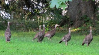img_2235 - Turkey Chicks - high alert Turkey Chicks - high alert