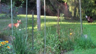 Red Fox and Turkey Hen