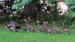 Turkey Hen and Chicks - standing down