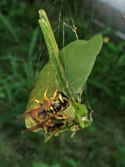 Webbed katydid with wasps
