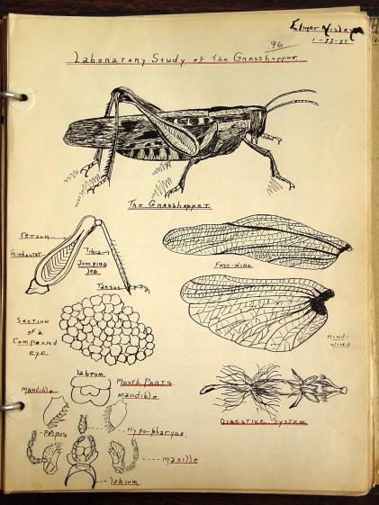 Laboratory Study of the Grasshopper
