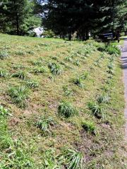 Liriope spicata planting