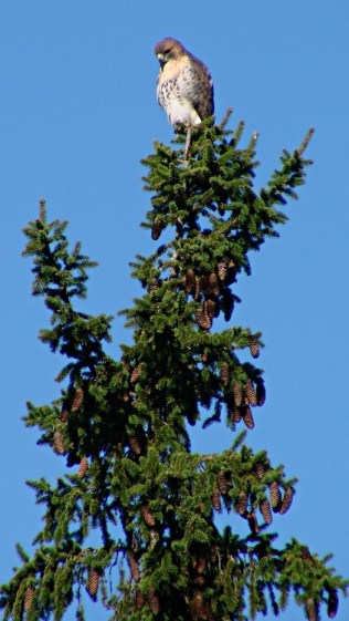 Coopers Hawk atop pine tree