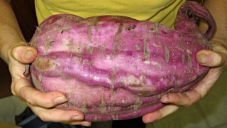 img_2493 - 6 pound sweet potato 6 pound sweet potato
